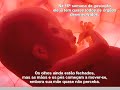 O milagre da gestação
