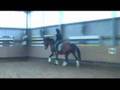 Schritt, Trab und Galopp geritten