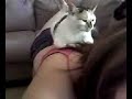 \"Mew\"sage