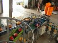 Quick Pack 350 x 2+ Newtec 3009xl potatoes