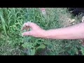 Harvesting lettuce seeds.  Lettuce seeds?  Yep, lettuce seeds!  ;-)