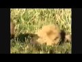 On the Origin of Species - 150th Anniversary