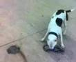 pit bull luna poligono 