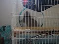 プレーリードッグが廻った！