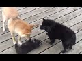 Shiba Inu and schipperke puppy playing Schipperke