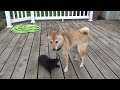 Schipperke