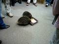 videos de Spiky Echidna