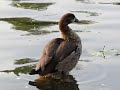Egyptian Gosling Flapping