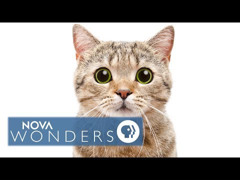 Can Cat Poop Make You Crazy? - YouTube