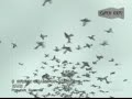 M�m - Green Grass Of Tunnel