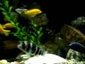 75 Gallon African Cichlids