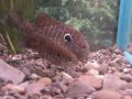 Longear Sunfish Spawning