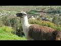 videos de A llama spits on me!