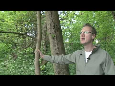 how to identify an elm tree