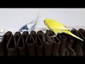 Click here to watch this video セキセイインコ ルッカ＆ピース 飛んだ！（ピース）
