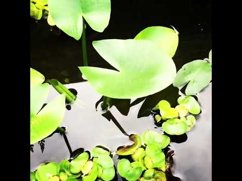 (Video) Medaka im Mini Teich outdoor medaka projekt メダカプロジェクト