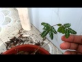 Mimosa Pudica (sensitive plant  adormidera) - Pasaje, El Oro, Ecuador