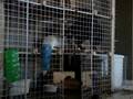 Cat in bunny cage