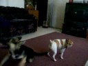 The Dog Rapeist The Dog Rapeist