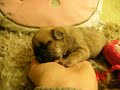 bebe bouledogue francais