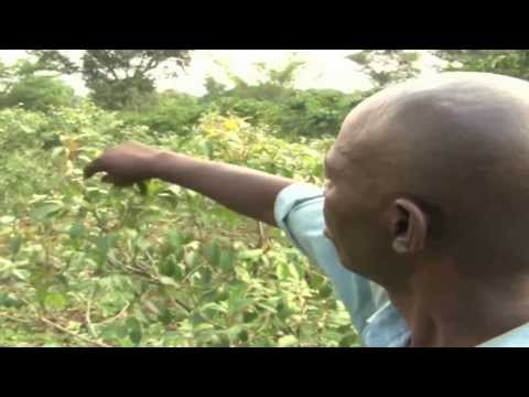 how to grow khat plant indoors
