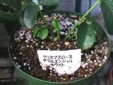 Hellebore Pink Frost - It is a hellebore in my garden. 僕の庭のクリスマスローズです。