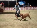 ESPECIALIZADA DOGO DE BURDEOS MAYO 2008 MEXICO D.F. CCDDB ESPECIALIZADA DOGO DE BURDEOS MAYO 2008 MEXICO D.F. CCDDB