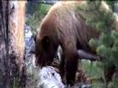 Bear tears into log in the Tetons