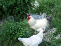 Chickens 1st Day in the Garden Chickens 1st Day in the Garden