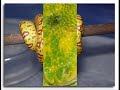 snakes charmer snakes charmer