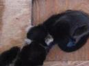BABY BLACK AND WHITE RUFFED LEMURS