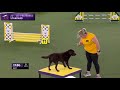 Free! Westminster Dog Show 2021: Live Stream Online TV Channel