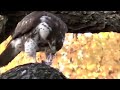 Hawk feasting in Tompkins square park NYC Hawk feasting in Tompkins square park NYC