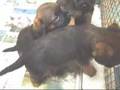 Border Terrier video