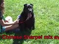 *ADOPTED* Nina 4537724 Humane Society Colorado Adopt