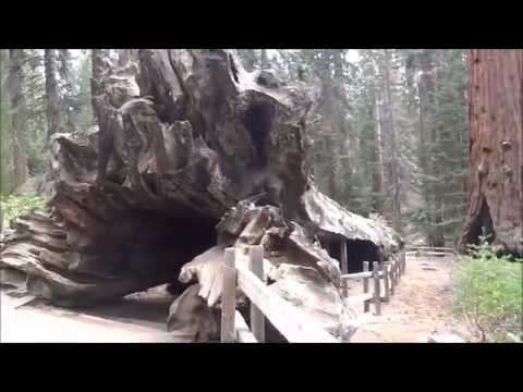 Sequioa National Park: Shaun’s Tree Hugging Experience 10.27.15 Sequioa National Park: Shaun's Tree Hugging Experience 10.27.15