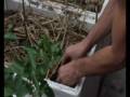 urban permaculture rooftop