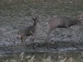 a wicked clean archery kill made by a buddy and his son