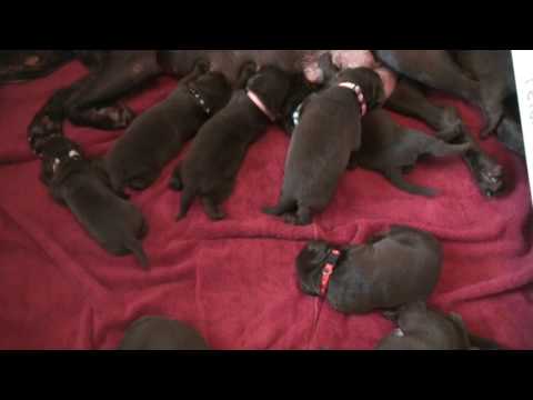 Day 15 – All of Mocha’s Labrador Retriever Puppies have their Eyes Open!