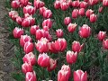 Memories of Keukenhof - 2nd Ver.