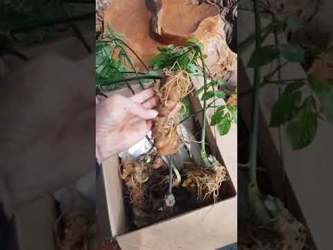 Sâm ngọc linh trồng loại 7 củ/kg 15 năm tuổi
