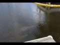 Manatees at Loblolly Living on a boat in a marina has many advantages... living in coastal waters off Florida brings no end of amazing wild life into your line of sight! Here are 3 manatees that dropped by and have stayed for a few days!