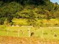 Ocotepeque