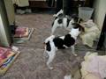videos de Sadie vs. the mirror