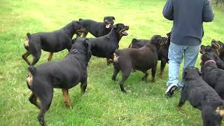 Lindos Rottweilers