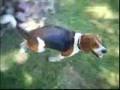 Beagle video