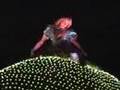 Disney's Electrical Parade California Adventure
