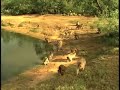 Life at the Born Free USA Primate Sanctuary Life at the Born Free USA Primate Sanctuary