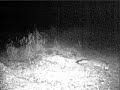 Princeton Minnesota Fox
