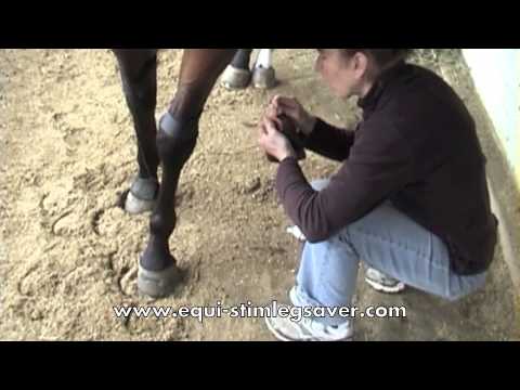 how to treat african horse sickness